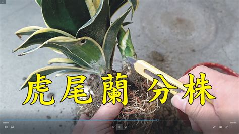 虎尾蘭分株傷口